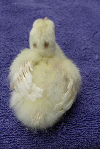 silver_pied_chick_337x500