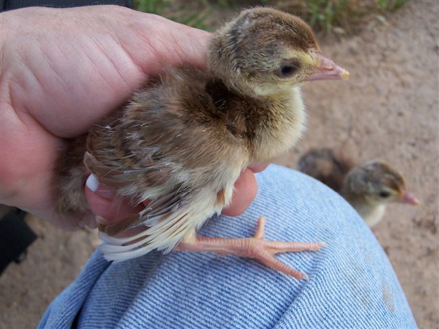 lulu_first_pea_chicks_017 - 2-Poze pui de pauni