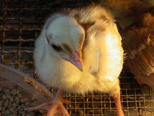 new chick_500x375 - 2-Poze pui de pauni