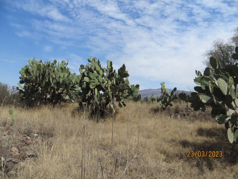  - 2 Teotihuacan- Bazilica Fecioarei Guadalupe