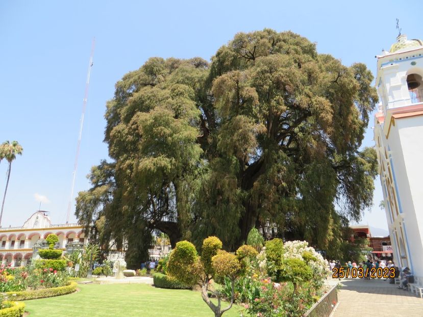  - 4 Monte Alban - Mitla