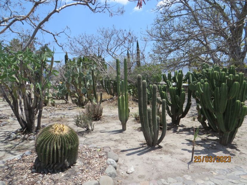  - 4 Monte Alban - Mitla