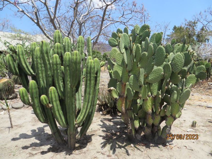  - 4 Monte Alban - Mitla