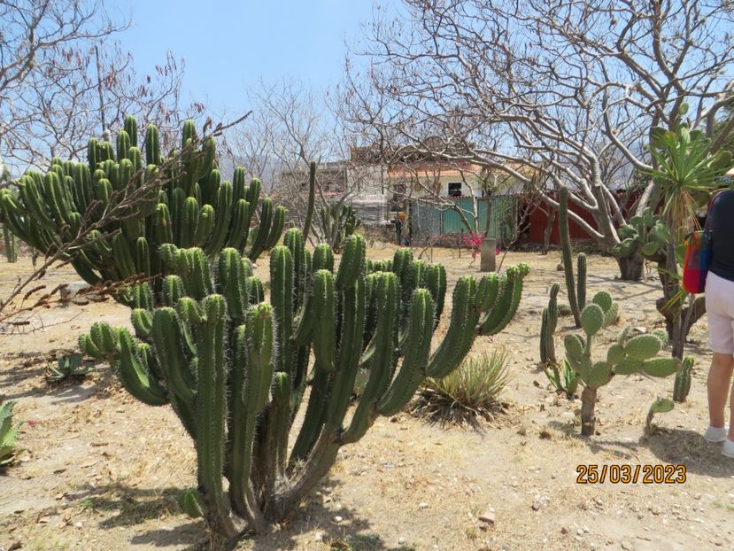  - 4 Monte Alban - Mitla