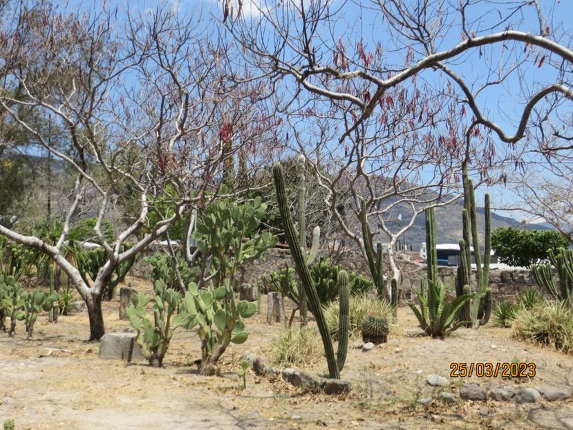  - 4 Monte Alban - Mitla