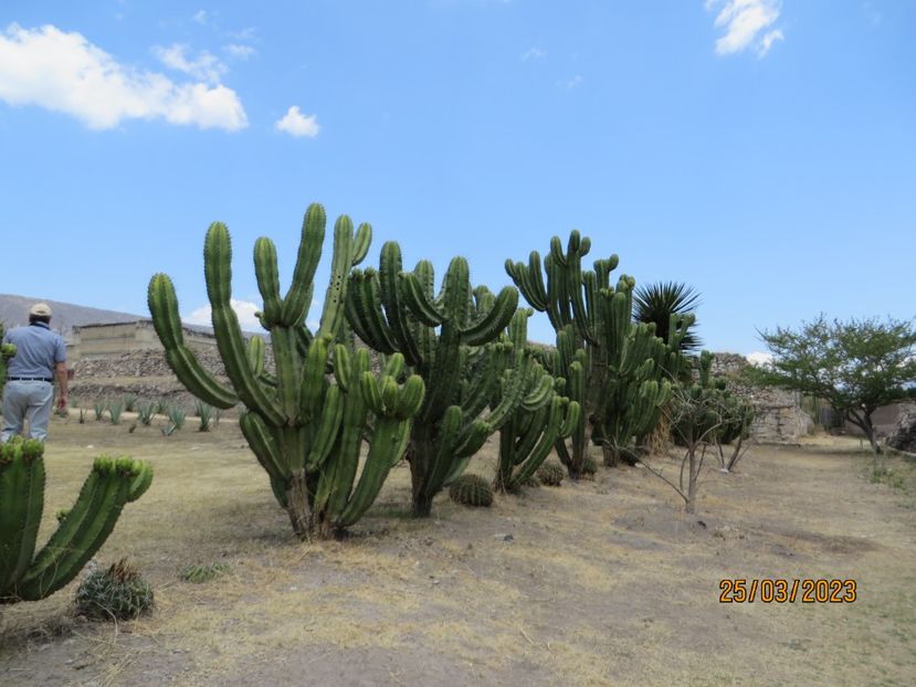  - 4 Monte Alban - Mitla
