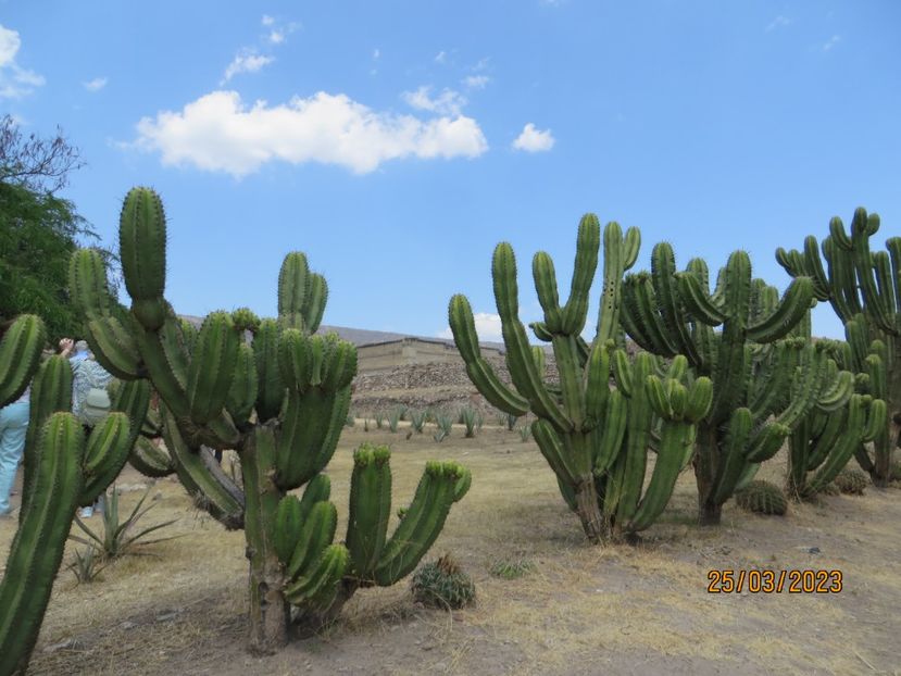  - 4 Monte Alban - Mitla