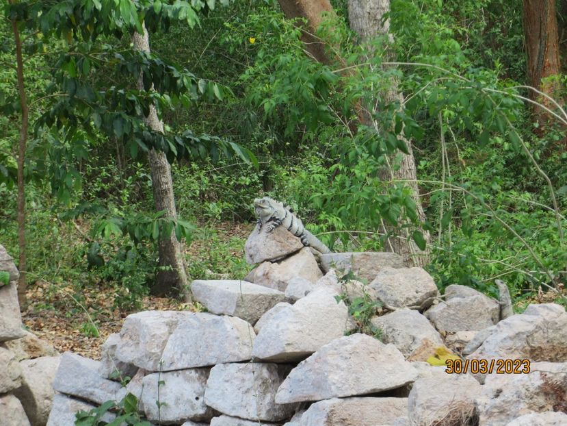  - 8 Campeche - Uxmal