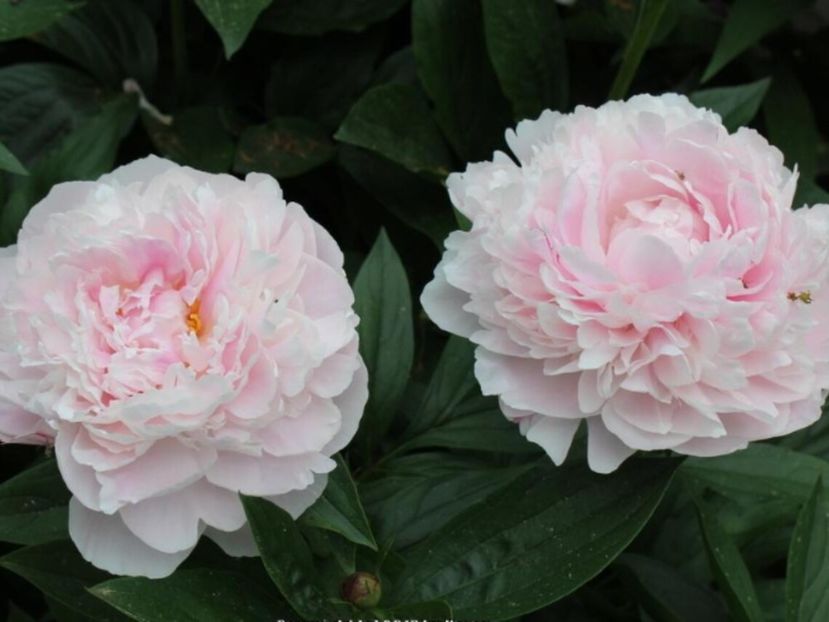 Moon River -5 - BUJOR MOON RIVER