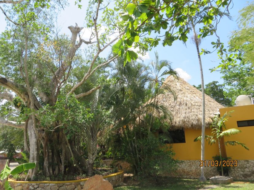  - 10 Cenota Ikkil - Cancun