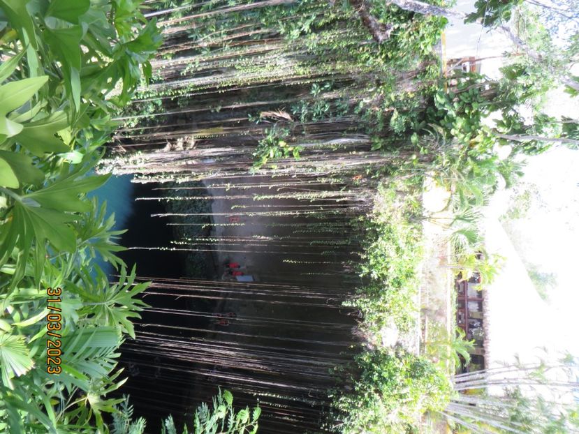  - 10 Cenota Ikkil - Cancun