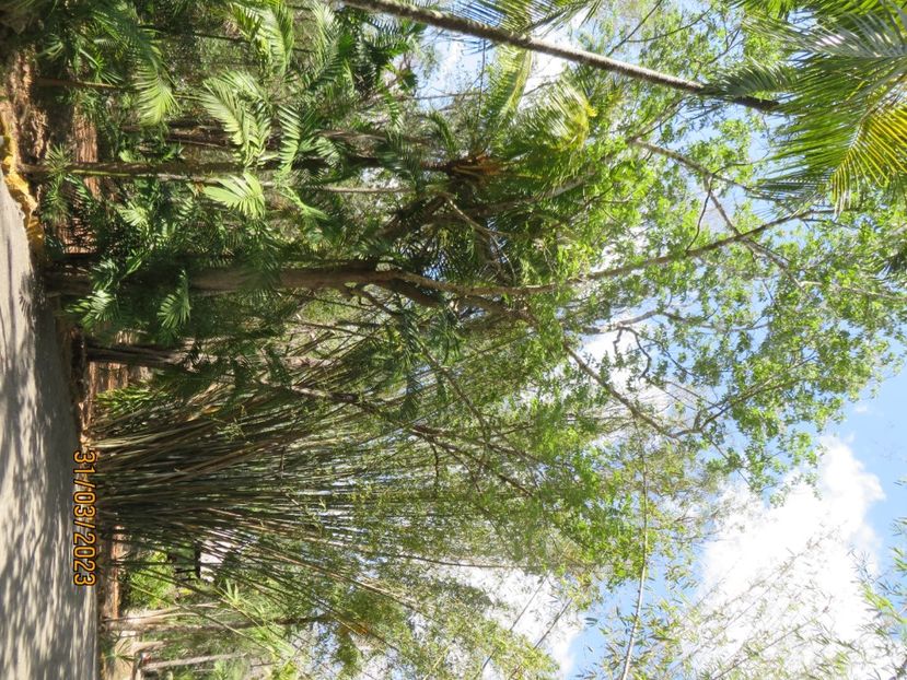  - 10 Cenota Ikkil - Cancun