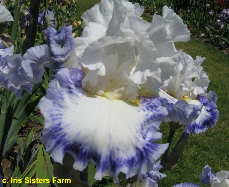 Blueberry Parfait - irisi 2023