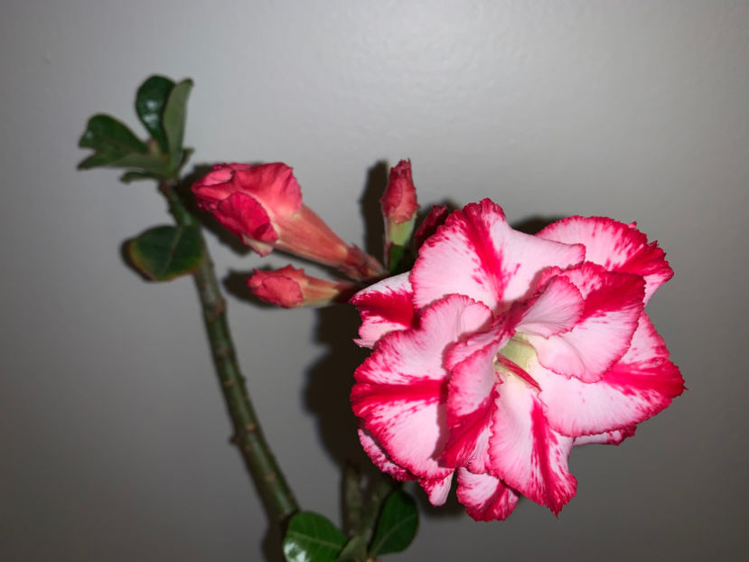  - Plante de interior 2023