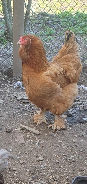 Screenshot_20230406_213141_Gallery - Gaini motate barboase