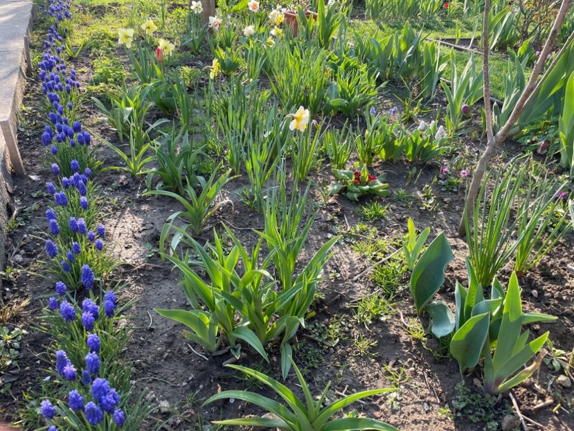 3DCABEE5-1201-4EDB-89CA-77634976E676 - 01 Primăvara 2023