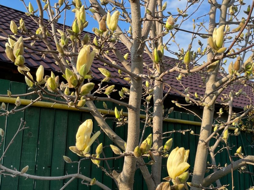 EA7AAA96-0BA1-4A7E-826E-E26D01AB1BC5 - 01 Primăvara 2023