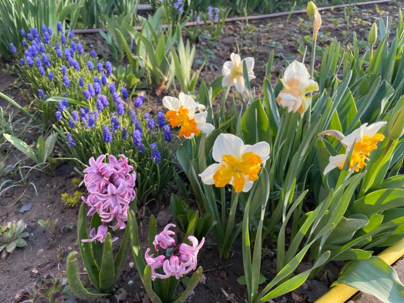 F077626D-B0B7-465F-BAAC-ECFE2322DCB5 - 01 Primăvara 2023