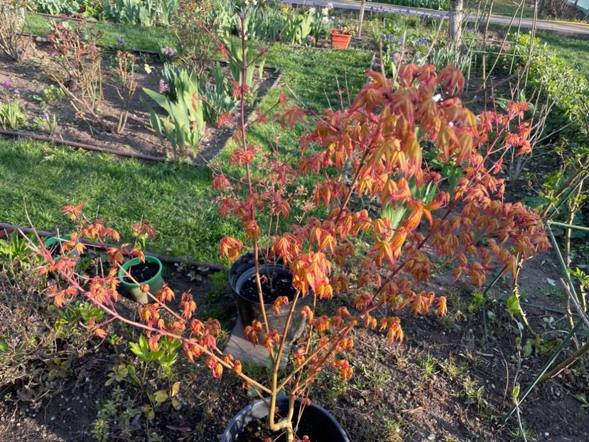 BEB063FC-94CB-4A63-91D3-FD31E3E3E6C8 - 01 Primăvara 2023