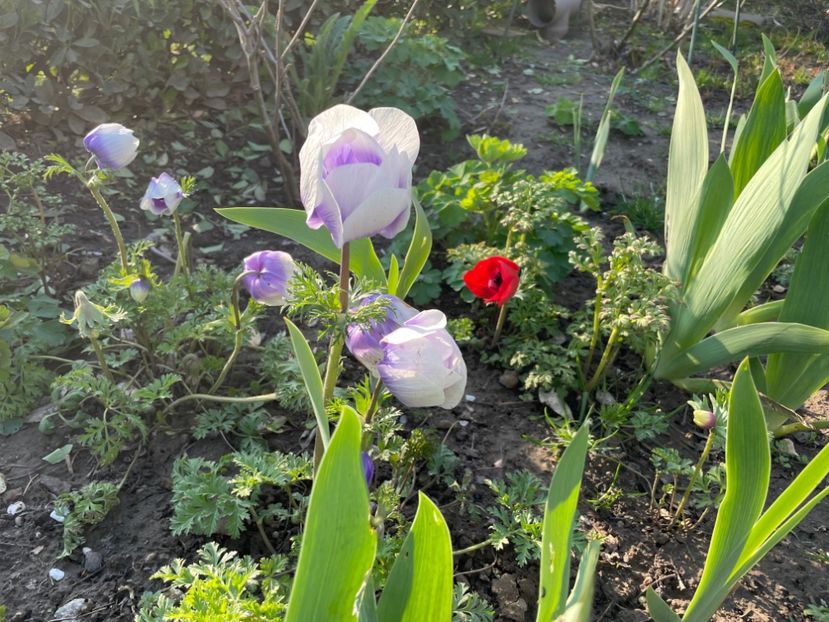 54DF9F70-5745-42F6-AFD0-25C53F8B76FD - 01 Primăvara 2023