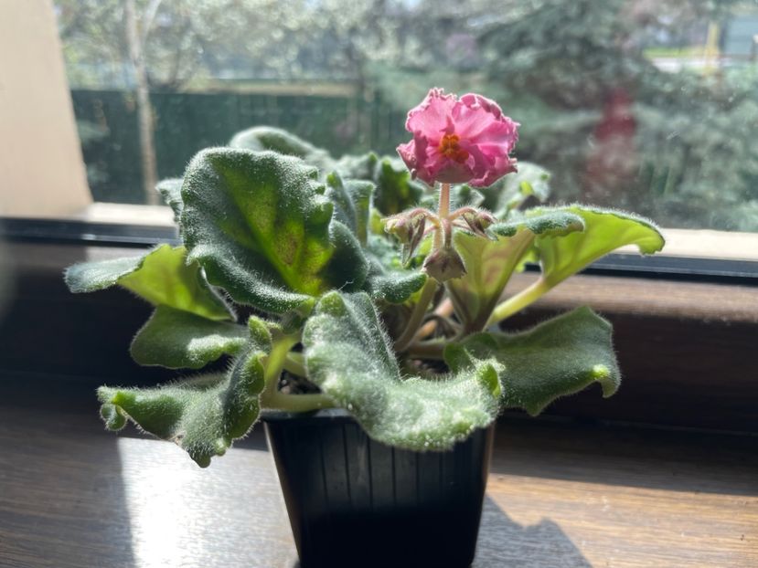 Suncoast fantasy love - 001 Violete 2023-2024