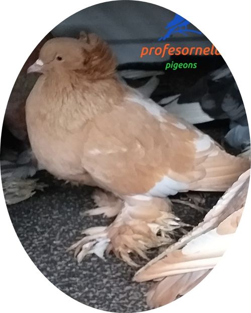 Andrei Drăgoi - Porumbei VÂNDUȚI