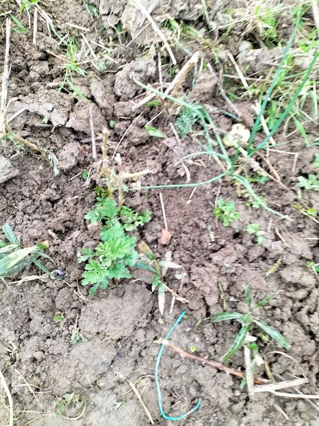 IMG20230407170845 - Aprilie 2023