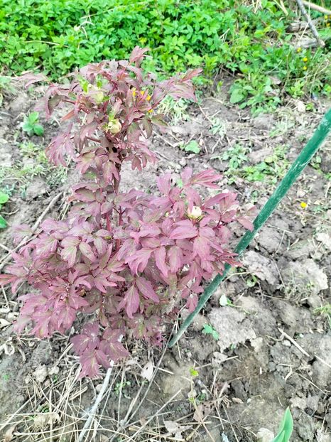 IMG20230407161857 - Aprilie 2023