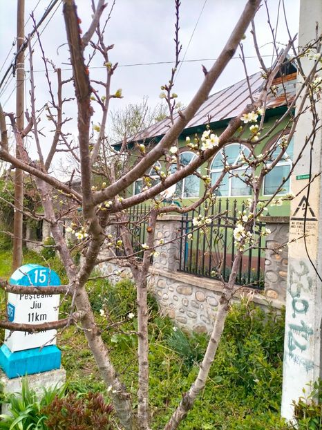 IMG20230407171258 - Gradina 2023