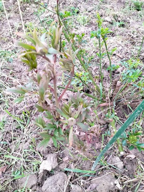 IMG20230407161902 - Gradina 2023