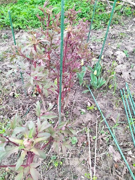 IMG20230407161851 - Gradina 2023