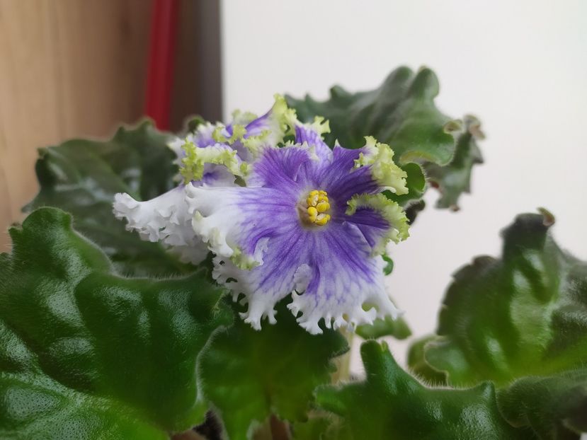 7 aprilie 2023 - RM Illyria