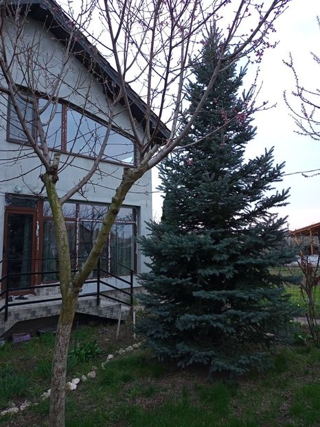  - Gradina primavara 2023