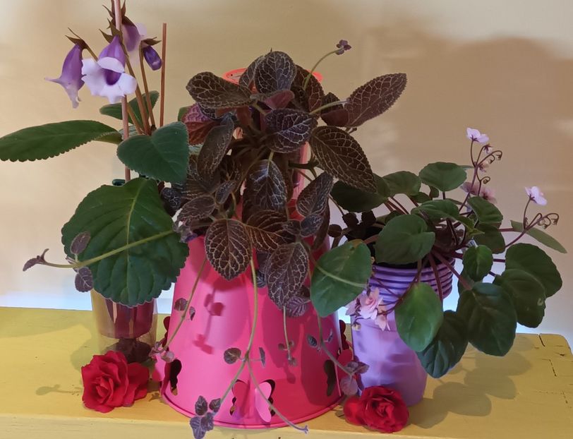  - Printre Gesneriaceae