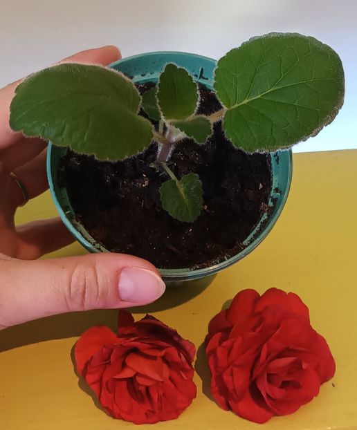 HCYs Perfumer - Sinningiuțe