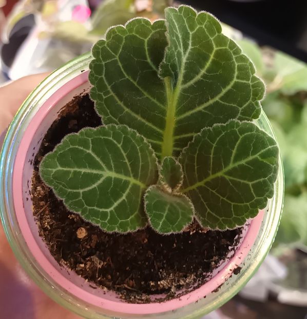 TV Koketka red - Bombonelele gloxi