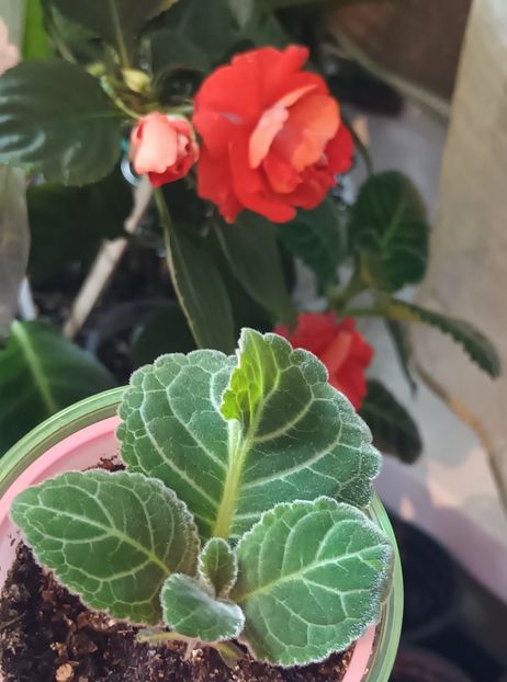 Cu o frunza inimioara ;) - Bombonelele gloxi