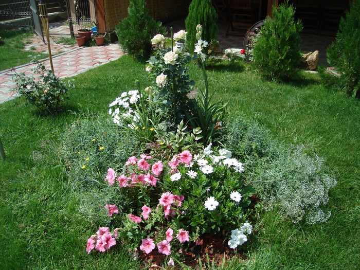 In august in gradina - Osteospermum