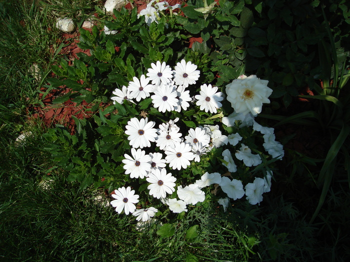 osteospermum - Osteospermum