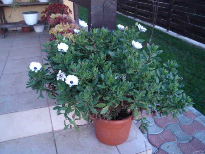 Noiembrie in ghiveci - Osteospermum