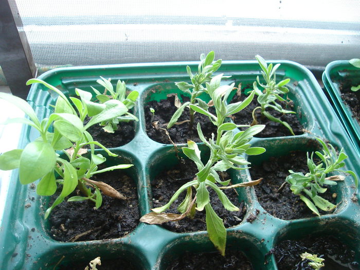 Osteospermum in martie are si boboci - Osteospermum