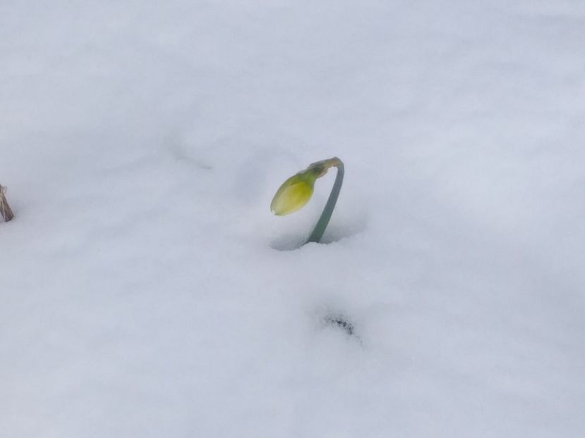 8 aprilie - 2023 primăvara