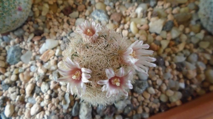  - Cactusi 2023