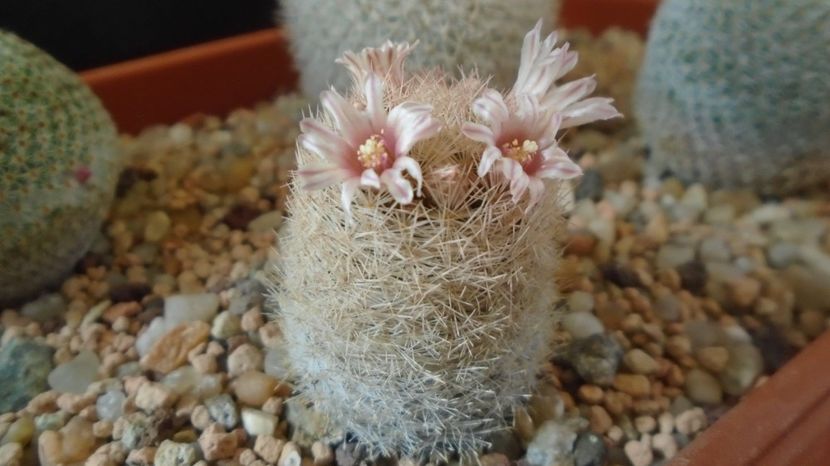  - Cactusi 2023