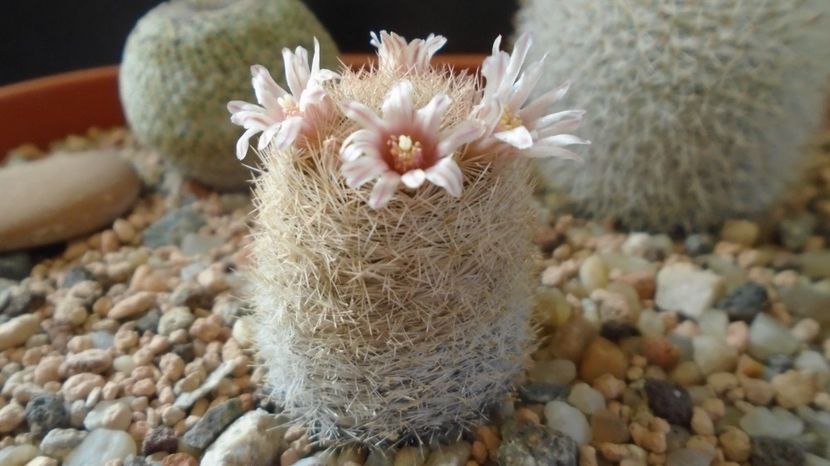  - Cactusi 2023