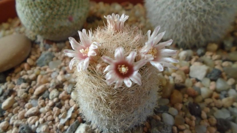  - Cactusi 2023