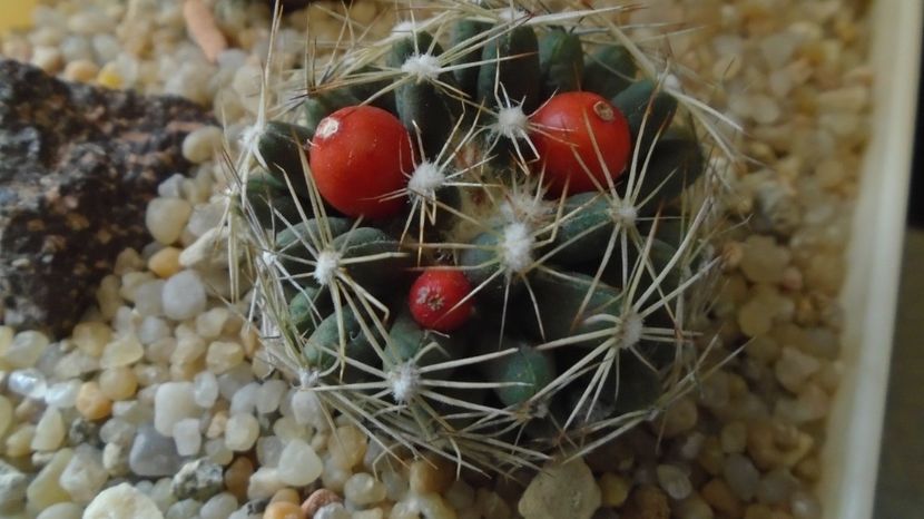  - Cactusi 2023