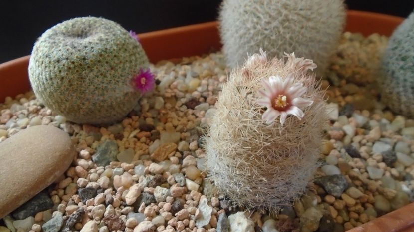  - Cactusi 2023