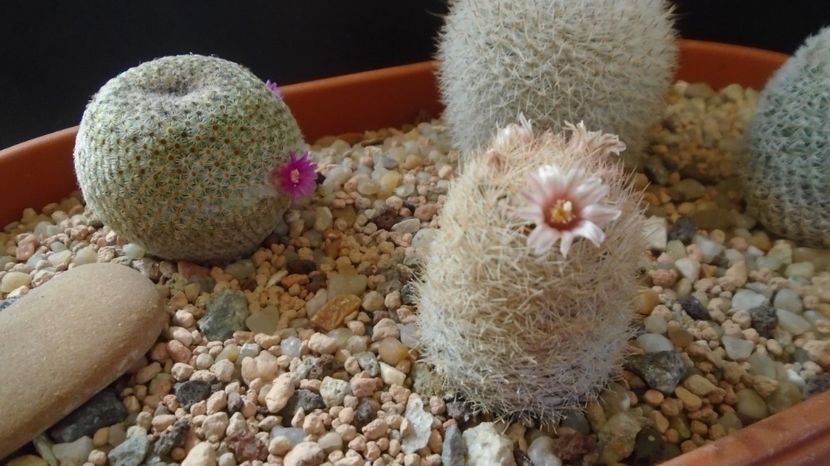  - Cactusi 2023