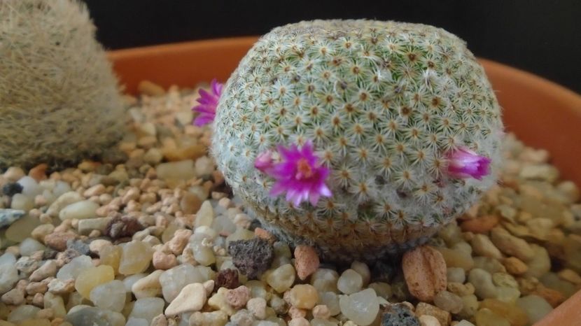  - Cactusi 2023